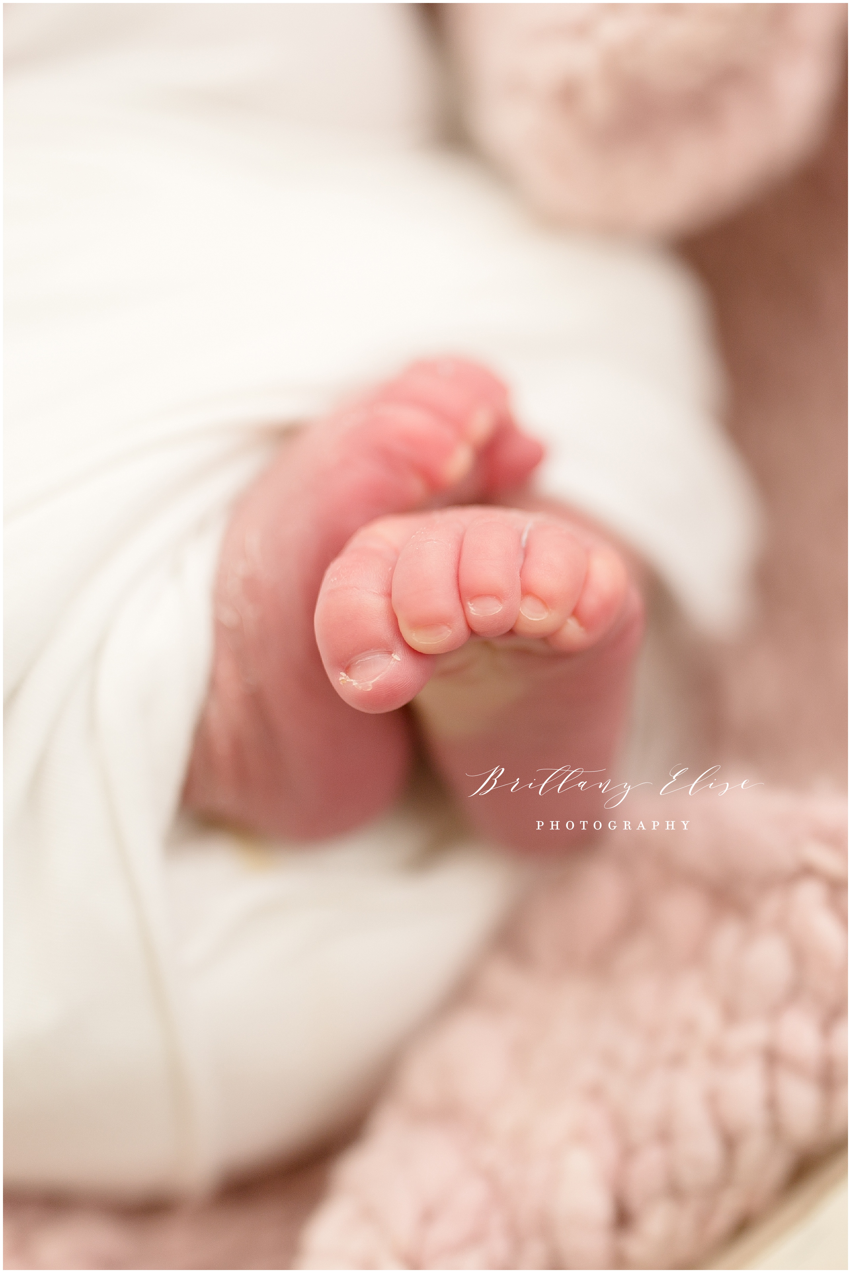 Tampa Newborn Studio Photographer