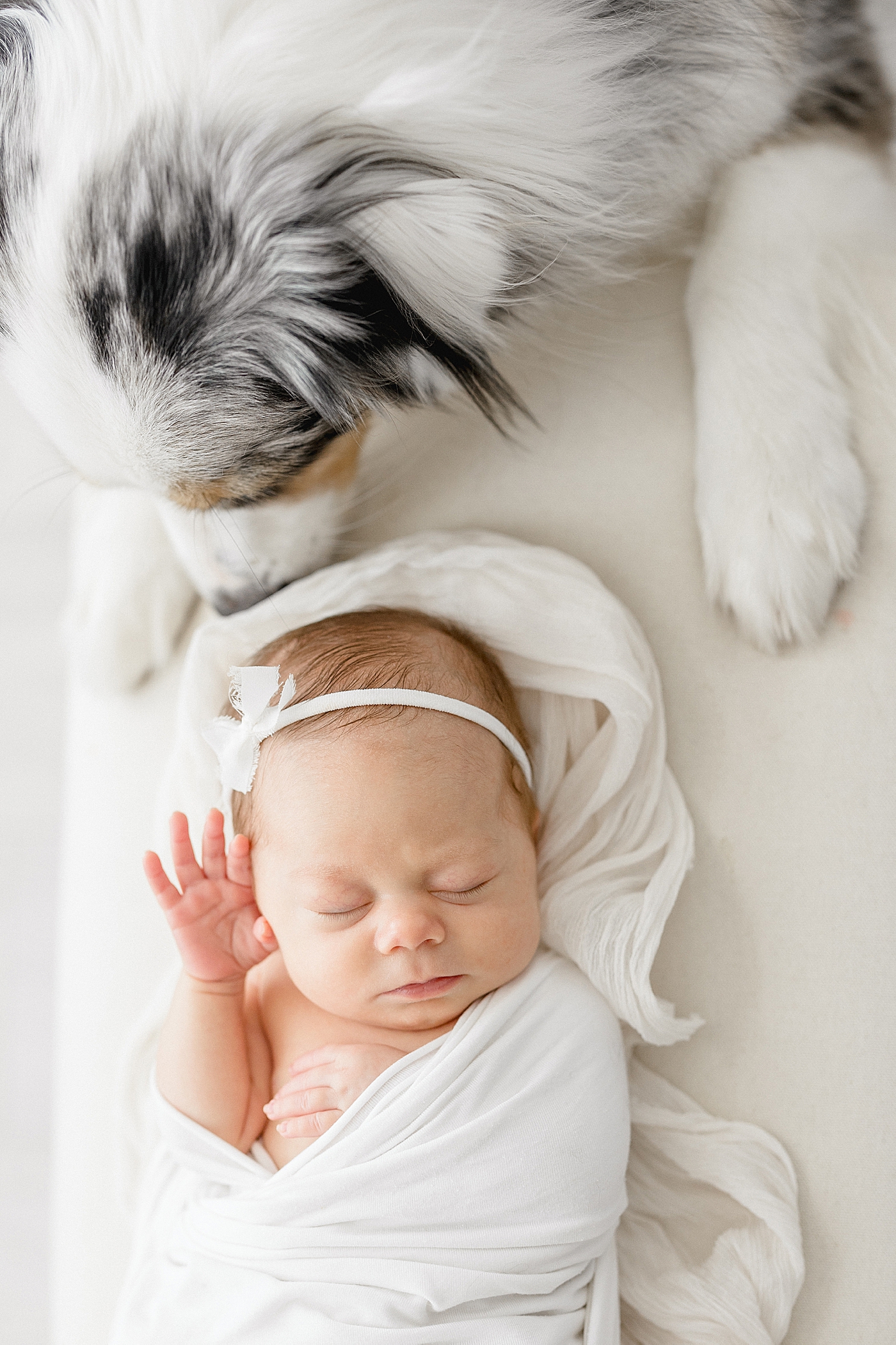 Newborn session with baby and family dog in studio in Tampa. Photo by Brittany Elise Photography.